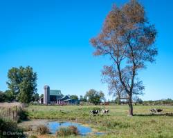 Barns